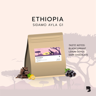 เมล็ดกาแฟ คั่วอ่อน ขนาด50g. - Ethiopia Sidamo Ayla G1