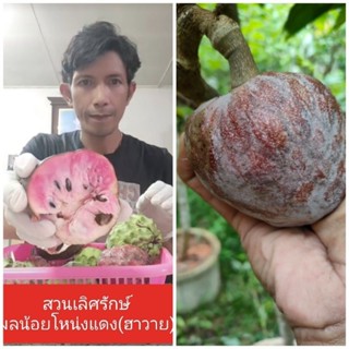 ต้นน้อยโหน่งแดงฮาวาย Red Cherimoya.(เป็นต้นทาบและเสียบยอดจากต้นที่ติดผล)