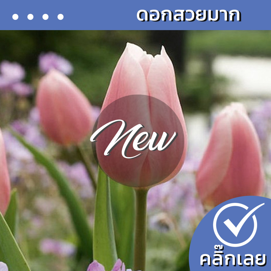 พร้อมส่ง หัวทิวลิป La Bella ดอกสีนู้ด Wanthai ขายหัวลิลลี่ ว่านสี่ทิศ ทิวลิปปลูก หัวดอกทิวลิป