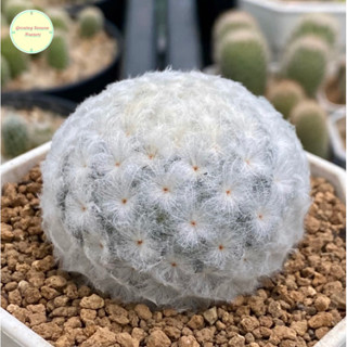 [ SP ] แมมขนนกขาว ขนนกขาว Mammillaria Plumosa แมมมิลาเรีย แมมมิลาเรีย ไม้เมล็ด แคคตัส กระบองเพชร ต้นไม้