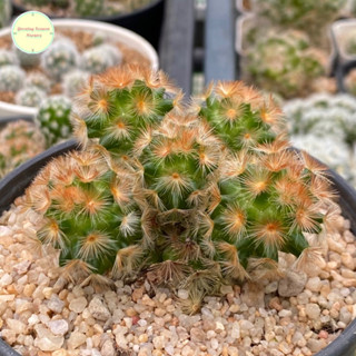 [ SP ] แมมมิลลาเรีย คามิเน่ ฟอร์มกอ (ปาดยอด) Mammillaria Carmenae ไม้เมล็ด แคคตัส กระบองเพชร ไม้อวบน้ำ ต้นไม้