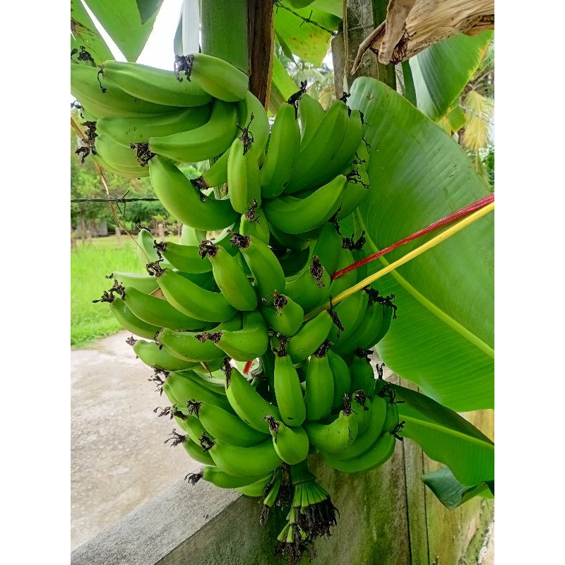 พันธุ์หน่อกล้วยหอมเขียวเตี้ย