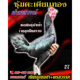 ไข่ไก่ชน ส.มีสุวรรณ100% เยียร์พรสวรรค์