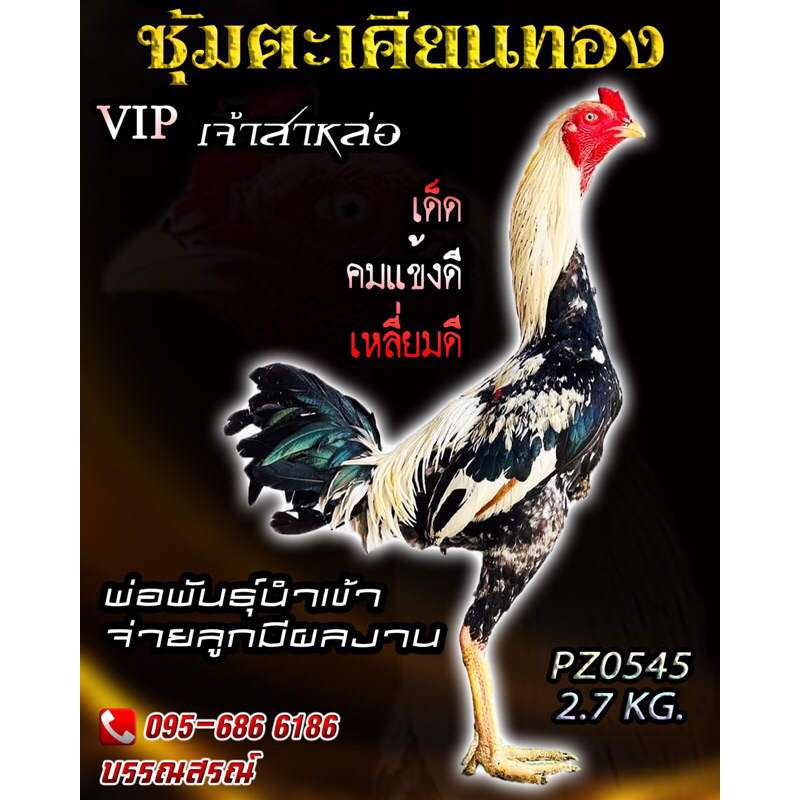 ไข่ไก่ชนสาย ส.มีสุวรรณ100% เจ้าสาหล่อ