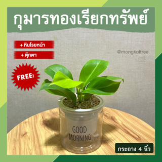 (มีของแถม!!) กุมารทองเรียกทรัพย์ พร้อมกระถาง 4 นิ้ว เก็บน้ำได้ รดน้ำอัตโนมัติ ต้นไม้ฟอกอากาศ ต้นไม้มงคลรวยๆ ต้นไม้นำโชค