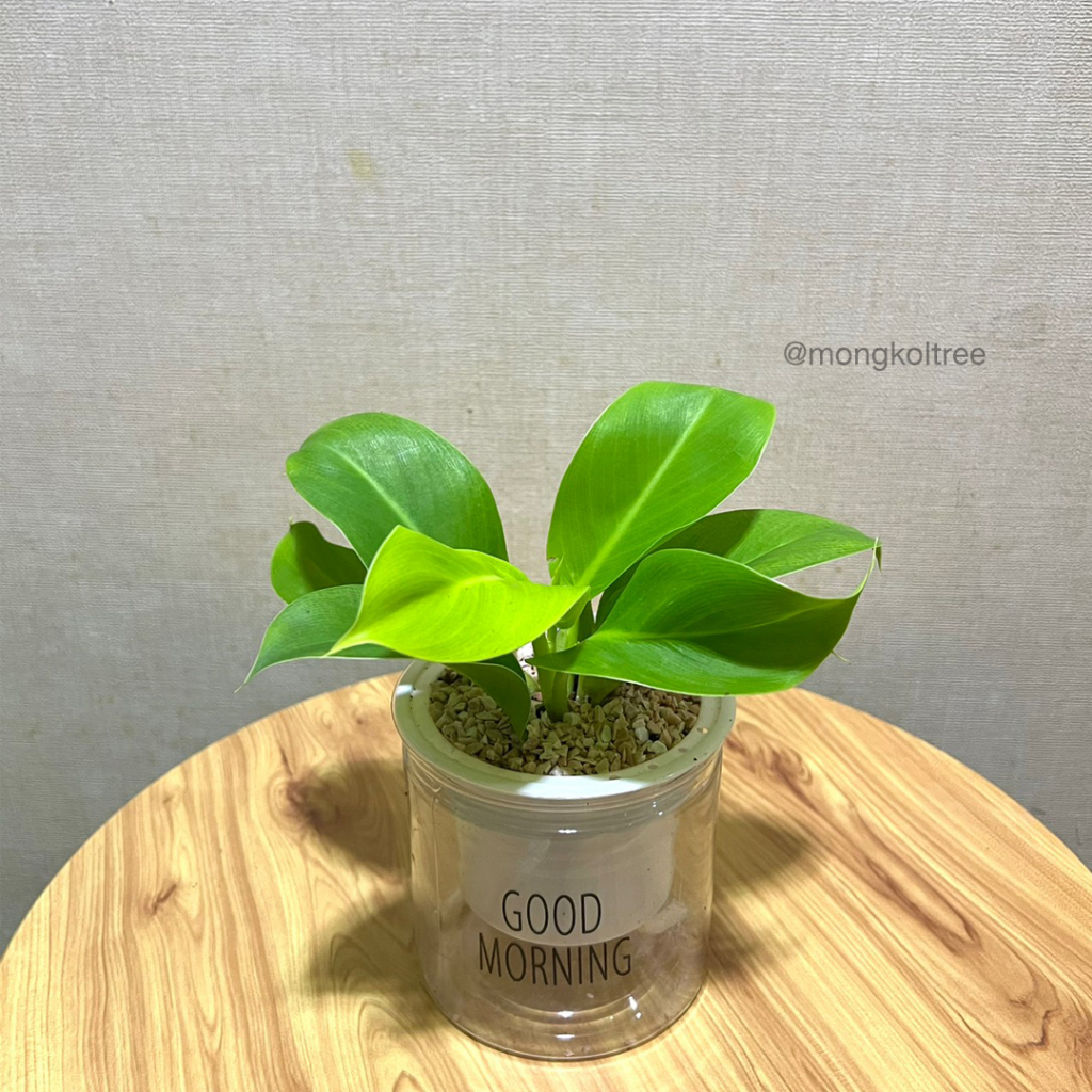 (มีของแถม!!) กุมารทองเรียกทรัพย์ พร้อมกระถาง 4 นิ้ว เก็บน้ำได้ รดน้ำอัตโนมัติ ต้นไม้ฟอกอากาศ ต้นไม้มงคลรวยๆ ต้นไม้นำโชค - รูปที่ 2