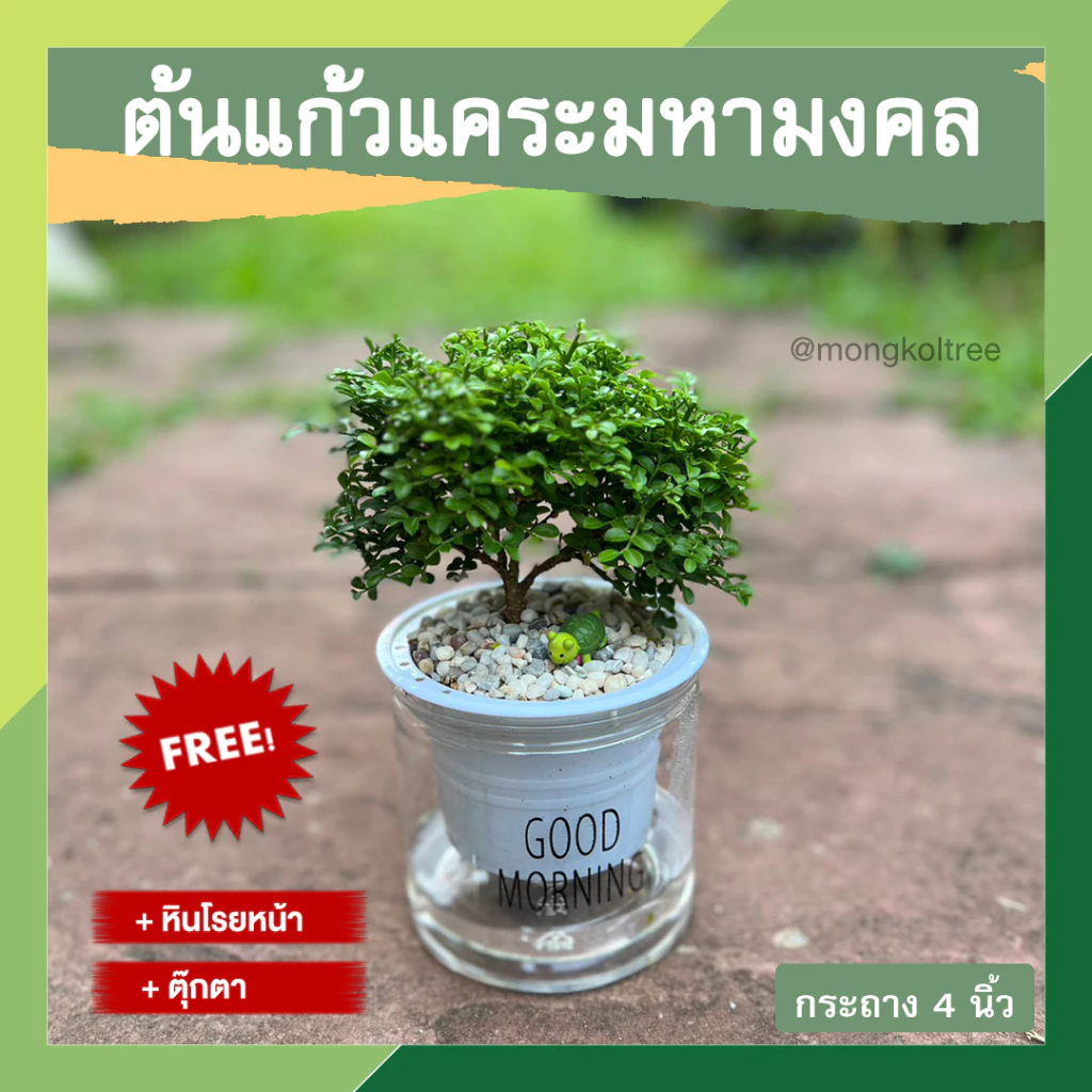 (พร้อมส่ง)ต้นแก้วแคระมหามงคล ต้นแก้วพวงมณี พร้อมกระถาง 4 นิ้ว รดน้ำอัตโนมัติ ต้นไม้ฟอกอากาศ แก้วบอนไซ ออกดอกตลอดปี