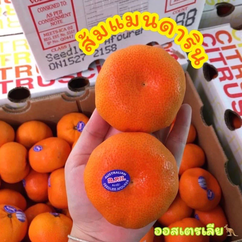 พร้อมส่ง‼️(1KG) ส้มแมนดาริน ออสเตเลีย🇦🇺
