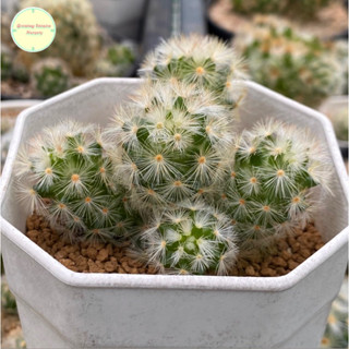 [ SP ] แมมมิลลาเรีย คามิเน่ ฟอร์มกอ (ปาดยอด) Mammillaria Carmenae ไม้เมล็ด แคคตัส กระบองเพชร ไม้อวบน้ำ ต้นไม้