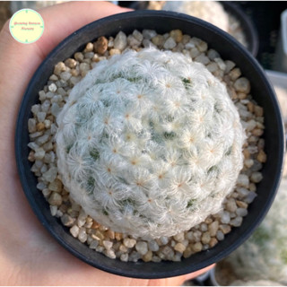 [ SP ] แมมขนนกขาว ขนนกขาว Mammillaria Plumosa แมมมิลาเรีย แมมมิลาเรีย ไม้เมล็ด แคคตัส กระบองเพชร ต้นไม้