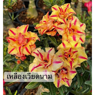 ชวนชมดอกซ้อน "เหลืองเวียดนาม" ขนาดกระถาง 6 นิ้ว (แบบถอนจัดส่ง)