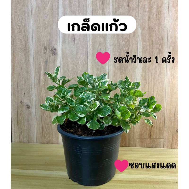 ต้นเกล็ดแก้ว ขนาด 6 นิ้ว #ต้นไม้ฟอกอากาศ (สั่งซื้อขั้นต่ำ 2 ต้น หรือรวมกับออเดอร์อื่นที่เป็นต้นไม้ได้ทั้งร้านคะ)