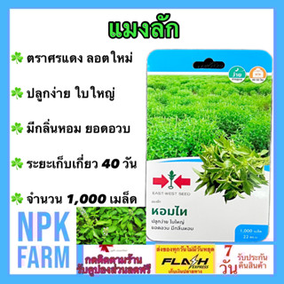 ผักซอง ศรแดง แมงลัก หอมไท จำนวน 1000 เมล็ด/ซอง ลอตใหม่ ปลูกง่าย งอกดี ใบใหญ่ มีกลิ่นหอม ยอดอวบ ระยะเก็บเกี่ยว 40-50 วัน