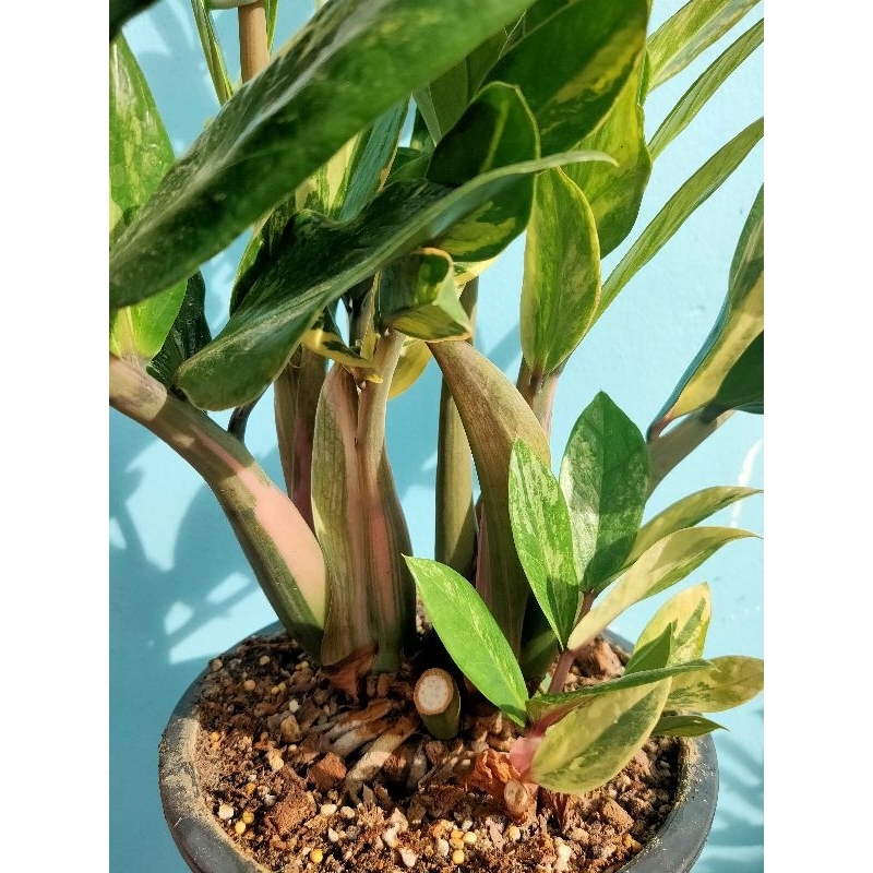 กวักมรกตด่าง ก้านชมพู Zamioculcas Zamiifolia มีหัวโขดทุกต้น ไม้มงคลพันธ์หายาก ด่างชัด ไม้มงคล ไม้ด่า