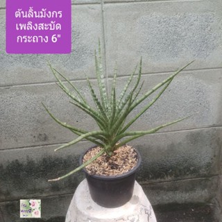 ต้นลิ้นมังกรเพลิงสะบัด Sansevieria Bunlue Torch /snake plant/mother-in-law s tongue สูง 1.5 ฟุต  กระถาง 6"  เป็นไม้มงคล