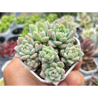 Echeveria prolifica ไม้อวบนำ้ น่ารักๆ กระถาง 2 นิ้ว