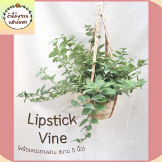 🌹ต้นลิปสติก (Lipstick Vine) ในกระถางไม้ไผ่ขนาด 5 นิ้ว ห้อยด้วยเชือกผักตบ พร้อมตะขอแขวน