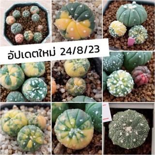 แอสโตรด่าง ด่างแดง ม่วง/ซุปเปอร์/วี/เต่า กิ๊กโกะ แอสโตรไฟตัม  /แคคตัส/Astrophytum /cactus