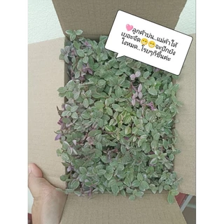 ตัดสดริบบิ้นชาลี สีด่างชมพู,สีทอง‼️แถมเบียงก้า5กิ่ง‼️กล่อง00, กล่อง0,กล่องA