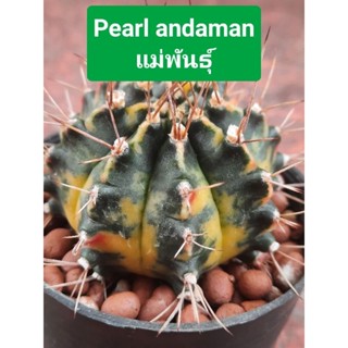 ยิมโนด่าง Pearl Andaman แม่พันธุ์ II กระบองเพชร ll ไม้ชำหน่อ