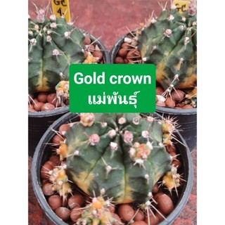 ยิมโนด่าง Gold Crown แม่พันธุ์ ll กระบองเพชร ll ไม้ชำหน่อ