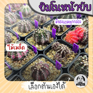 ยิมโนหน้ายับ (เลือกต้นได้) ไม้เมล็ด ลูก Trex/Tluk ( ต้นกระบองเพชร Gymnocalycium )  Set ม่วง🌵ต้นแคคตัส❤️