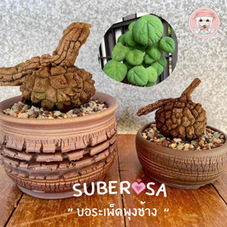 บอระเพ็ดพุงช้าง 《 โขดเกล็ดลึก》Suberosa🔻Rare 🔻มัดรวมไม้โขดพุงช้างงานหายาก ไม้อายุ100ปี พร้อมคู่มือค่ะ