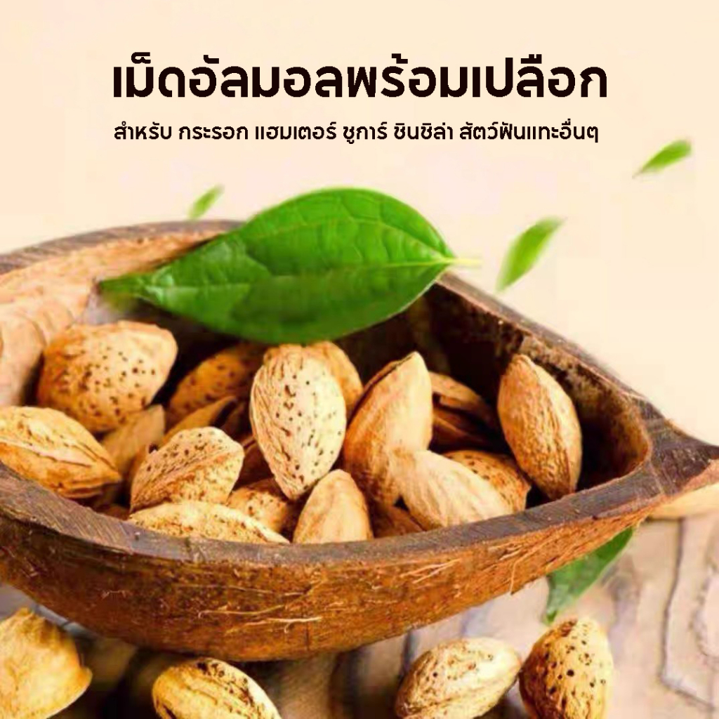 เม็ดอัลมอล พร้อมเปลือก สำหรับกระรอก แฮมเตอร์ สายฟันแทะห้ามพลาด..!! (ขนาด20g)