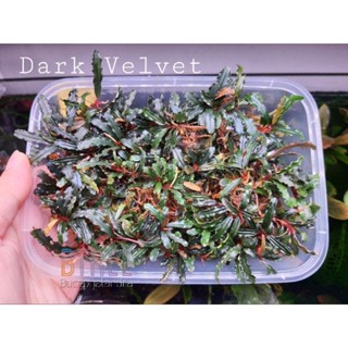 Bucephalandra Dark Velvet