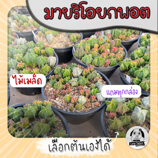 ต้นมายริโอ CV.red ยกพอตหลายต้น ไม้เมล็ด เลือกต้นได้  (Astrophytum myriostigma) - กระบองเพชร ราคาถูก🌵แคคตัส🌵