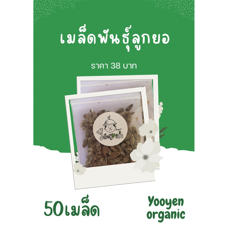 เมล็ดพันธ์ุลูกยอ50เมล็ด58บาท