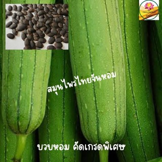 บวบ บวบหอม เมล็ดผัก อัตราการงอก 98 %  ขนาด 7 เมล็ด