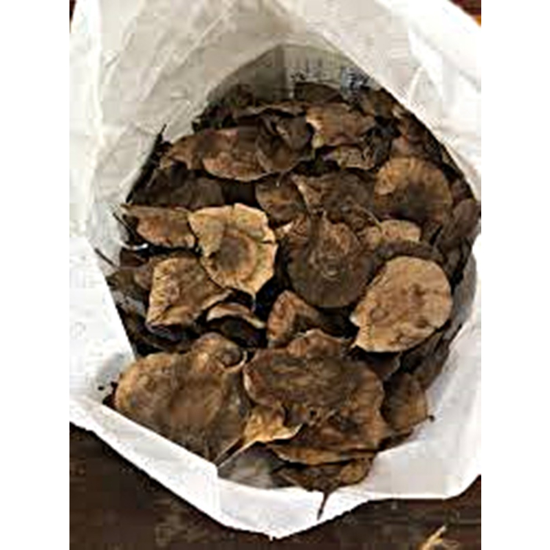 ขายส่ง 80 เมล็ด เมล็ดจันทน์แดงอินเดีย Pterocarpus santalinus ชื่ออื่นว่า รักตจันทน์ สุดยอดแห่งไม้มูลค่าสูง ไม้ป่าหายาก ราคา ถูกที่สุด ดีลบีเคเค