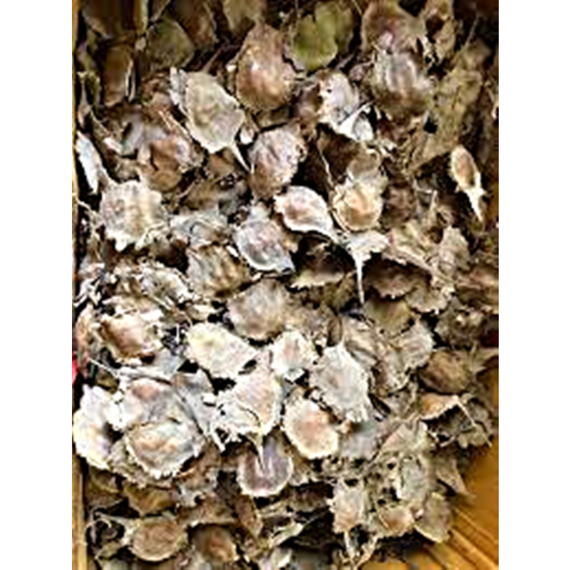 ขายส่ง 80 เมล็ด เมล็ดจันทน์แดงอินเดีย Pterocarpus santalinus ชื่ออื่นว่า รักตจันทน์ สุดยอดแห่งไม้มูลค่าสูง ไม้ป่าหายาก ราคา ถูกที่สุด ดีลบีเคเค แกลเลอรีภาพที่ 2