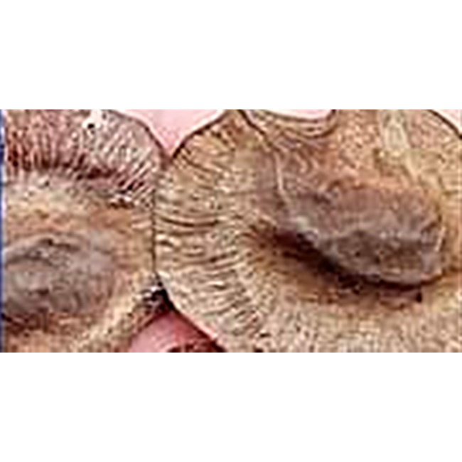 ขายส่ง 80 เมล็ด เมล็ดจันทน์แดงอินเดีย Pterocarpus santalinus ชื่ออื่นว่า รักตจันทน์ สุดยอดแห่งไม้มูลค่าสูง ไม้ป่าหายาก ราคา ถูกที่สุด ดีลบีเคเค แกลเลอรีภาพที่ 3