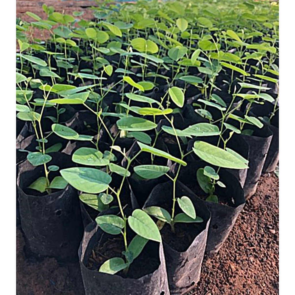 ขายส่ง 80 เมล็ด เมล็ดจันทน์แดงอินเดีย Pterocarpus santalinus ชื่ออื่นว่า รักตจันทน์ สุดยอดแห่งไม้มูลค่าสูง ไม้ป่าหายาก ราคา ถูกที่สุด ดีลบีเคเค แกลเลอรีภาพที่ 4