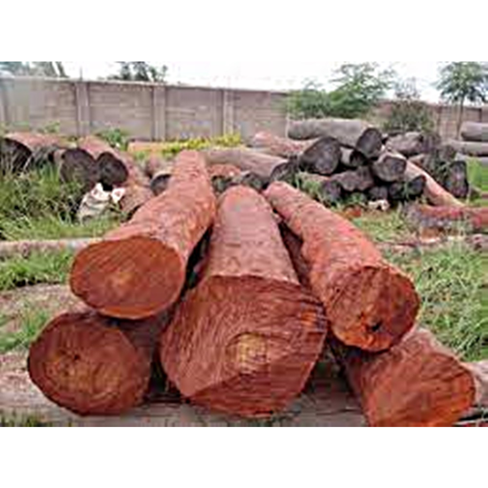 ขายส่ง 80 เมล็ด เมล็ดจันทน์แดงอินเดีย Pterocarpus santalinus ชื่ออื่นว่า รักตจันทน์ สุดยอดแห่งไม้มูลค่าสูง ไม้ป่าหายาก ราคา ถูกที่สุด ดีลบีเคเค แกลเลอรีภาพที่ 7