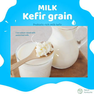 Milk kefir grain 10g raised with fresh pasteurized milk | เกรนคีเฟอร์นม 10g เลี้ยงด้วยนมฟาสเจอร์ไรส์