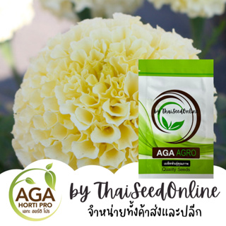 AGACOM เมล็ดพันธุ์ ดอกดาวเรืองสีขาววานิลลา  100 เมล็ด ตราเอกะอะโกร Vanilla Marigold Seeds