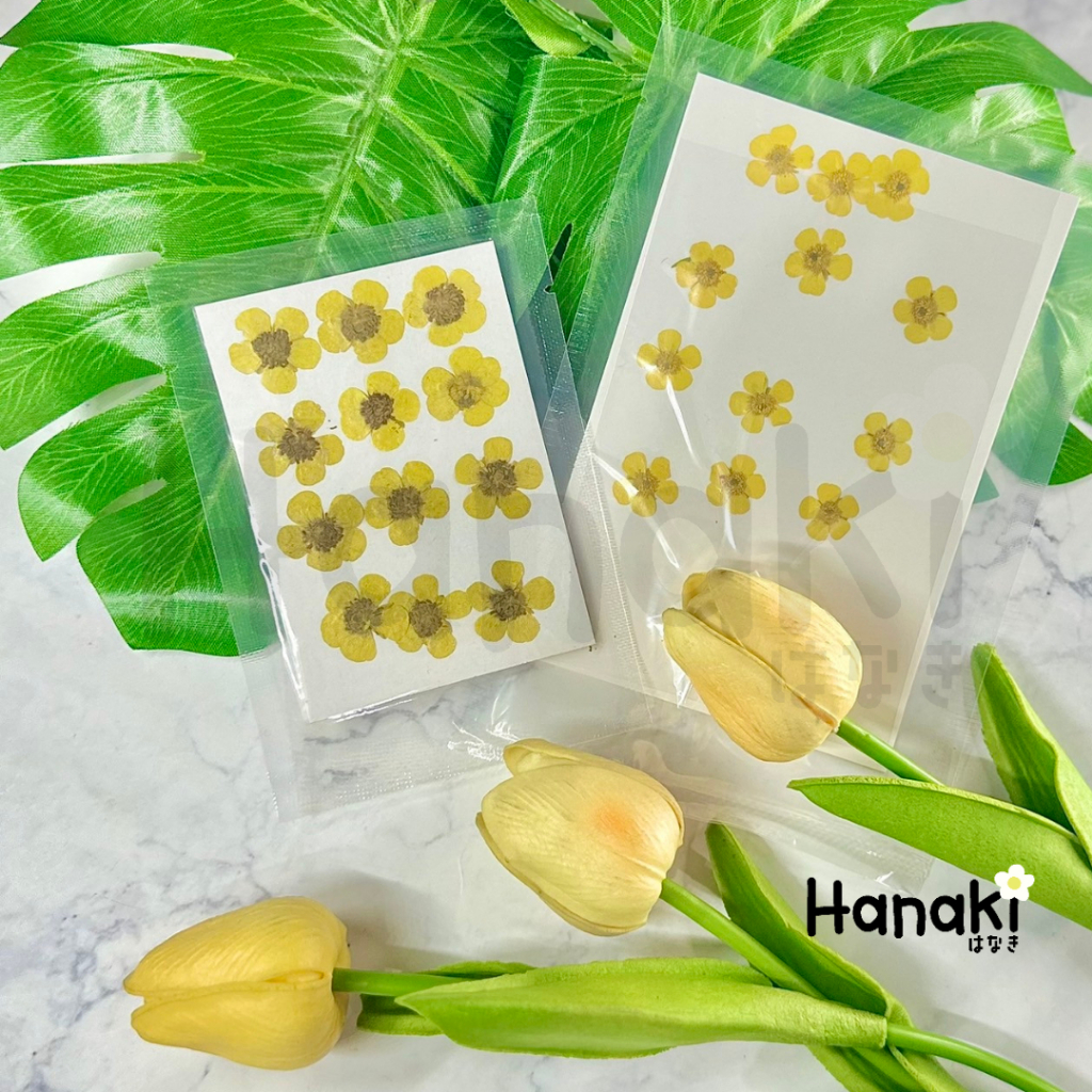 【พร้อมส่ง】 ดอกบัตเตอร์คัพ ดอกบัตเตอร์คัพทับ(Buttercup)ดอกไม้ทับแห้ง ดอกไม้จริงทับแห้ง Pressed Flowers