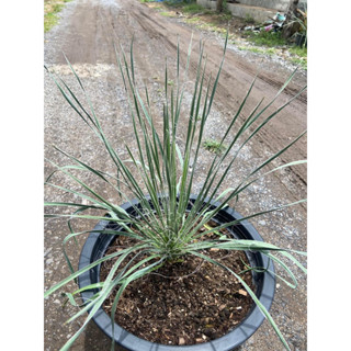 Yucca  elata ต้นยุคค่าไม้ประดับ