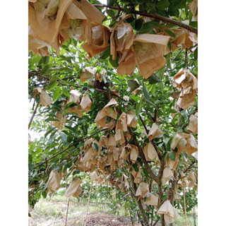 กระดาษห่อฝรั่ง ห่อผลไม้ขนาด 8*12 นิ้ว แบบตัดแล้ว ทนแดด ทนฝนไ…