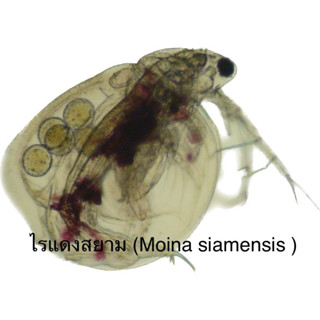 ไรแดงสยาม (Moina siamensis )​+ไรแดงมาโคร(Moina Macrocopa)+ไรแดงเทศ(Daphnia magna)+อาหารไรแดง