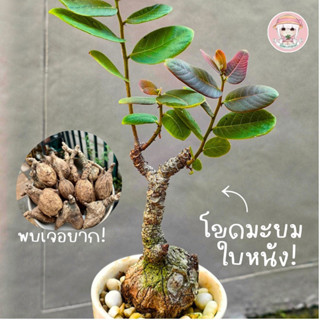 มะยมใบหนัง 《 หายากที่สุด! 》  phyllanthus sp.nova ไม้โขดหายาก เป็นที่นิยม มีจำนวนน้อย ไม่มีมาบ่อยค่ะ