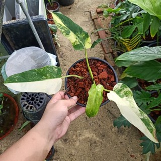 🌱 (5/9/66) Philodendron Domesticum ❤️ ฟิโลเดนดรอนโดเมนติคัม ด่างสวย ได้ต้ยในภาพ 🌱 [PD]