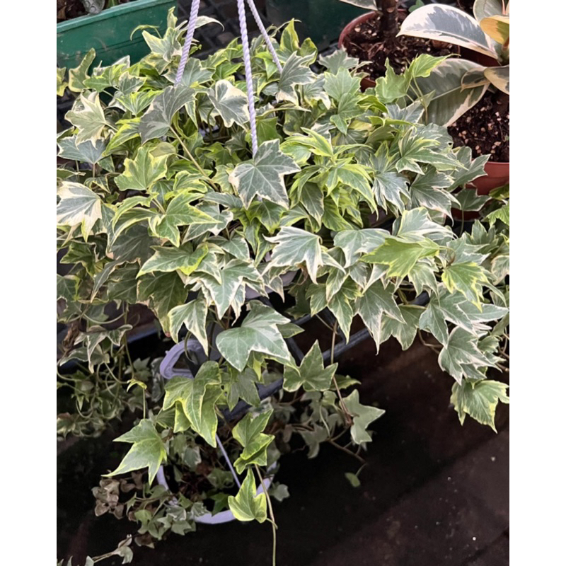 #ต้นไม้ปลูกในห้องน้ำ : #ไอวี่อังกฤษ (English Ivy)