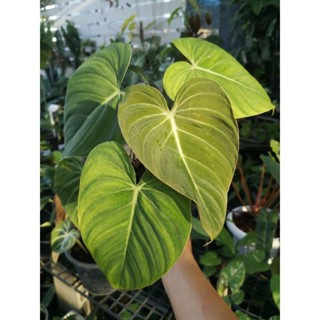 Philodendron​ Gloriosum​ ฟิโลเดรนดรอน กลอริออซั่ม ก้านแบน ไม้สะสม 9-8-66