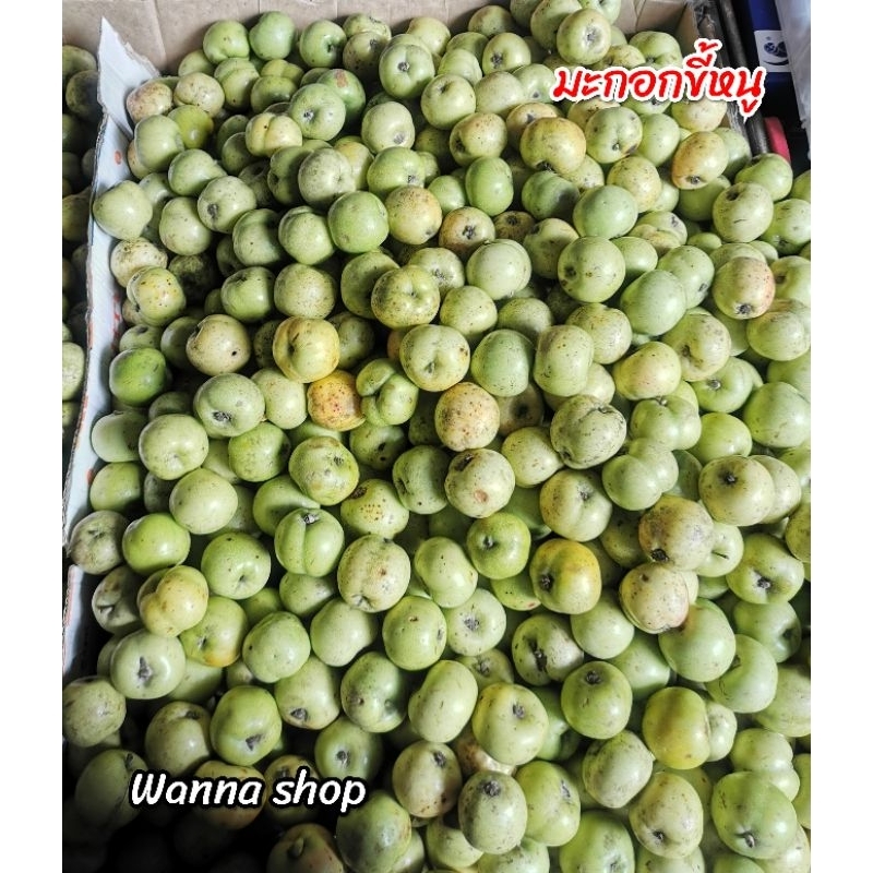 มะกอกขี้หนู​ หรือ​ แอปเปิ้ลป่า ขนาด 1 kg.