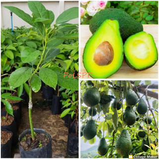 จัดส่งเคอรี่ ต้นอะโวคาโด้ เสียบยอด พันธุ์แท้ พิ้งเคอตั้น pinkerton avocado