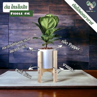 🌿 ต้นไทรใบสัก Fiddle fig พร้อมกระถางพลาสติก6"+จานรอง+เม็ดPopper+ขาตั้งไม้สน